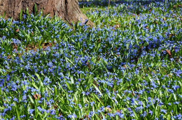 Scilla   021.jpg